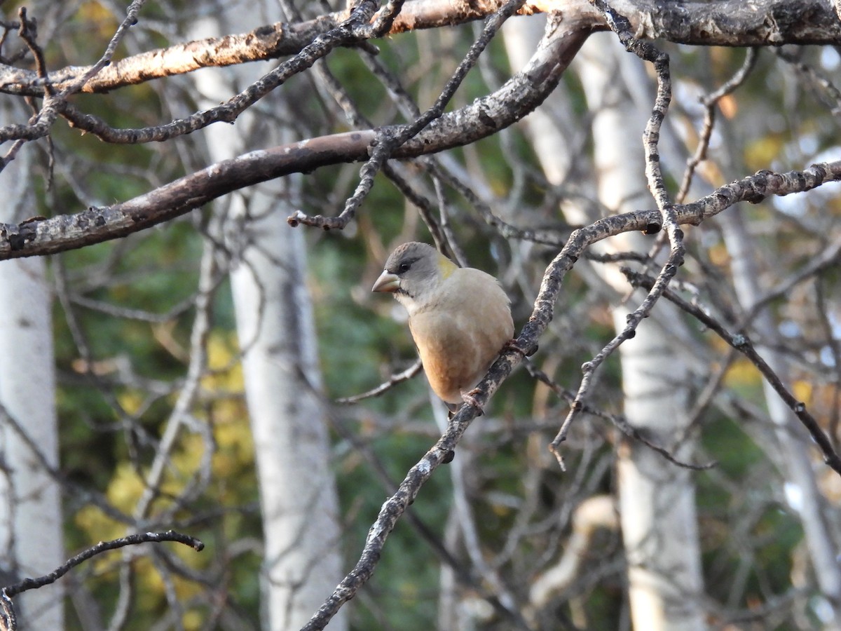 Evening Grosbeak - ML645181534