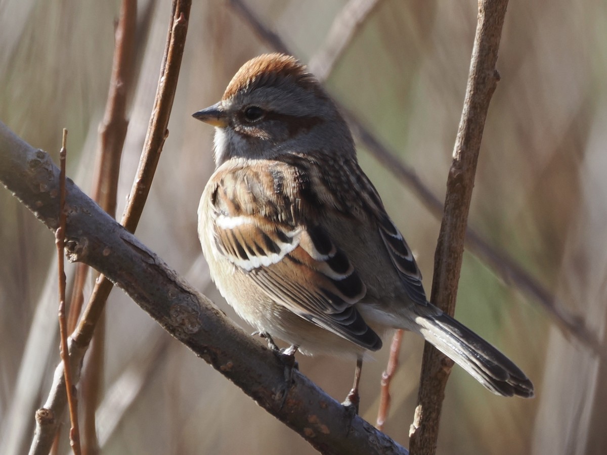 American Tree Sparrow - ML645181541
