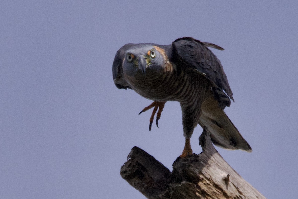 hákozobec neotropický - ML645181542