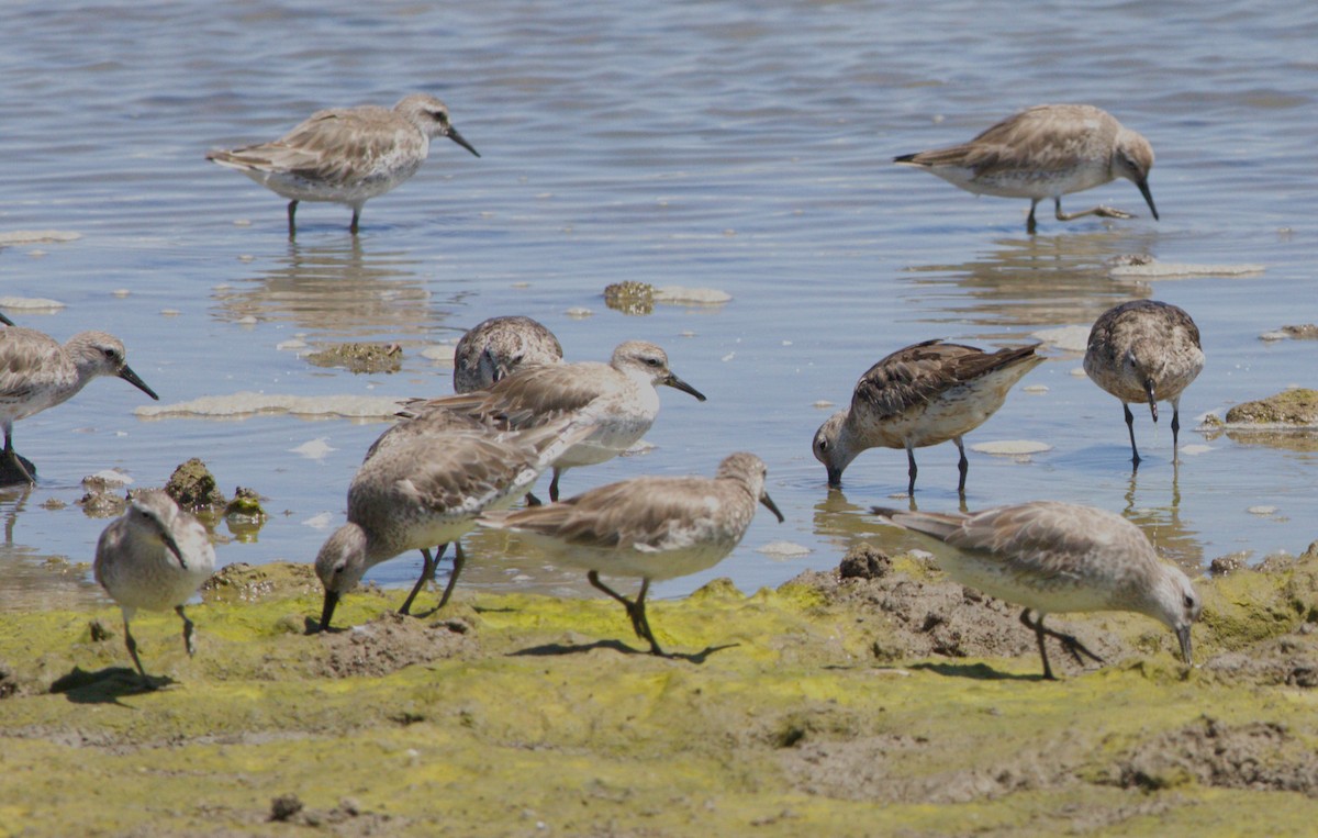 חופית להקנית - ML645181548
