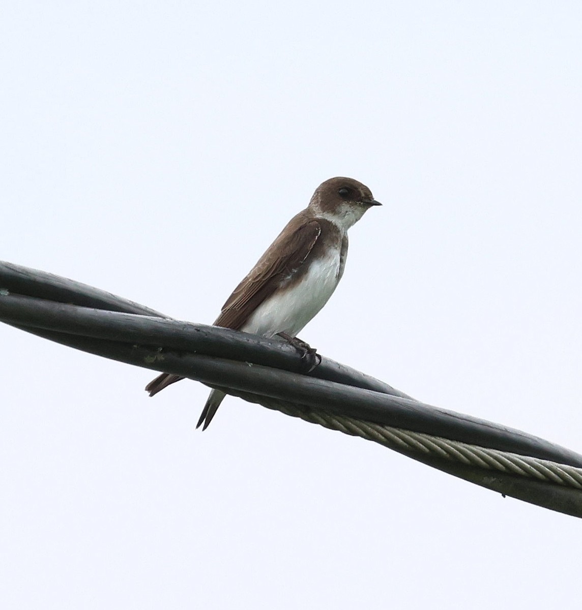 Bank Swallow - ML645181550