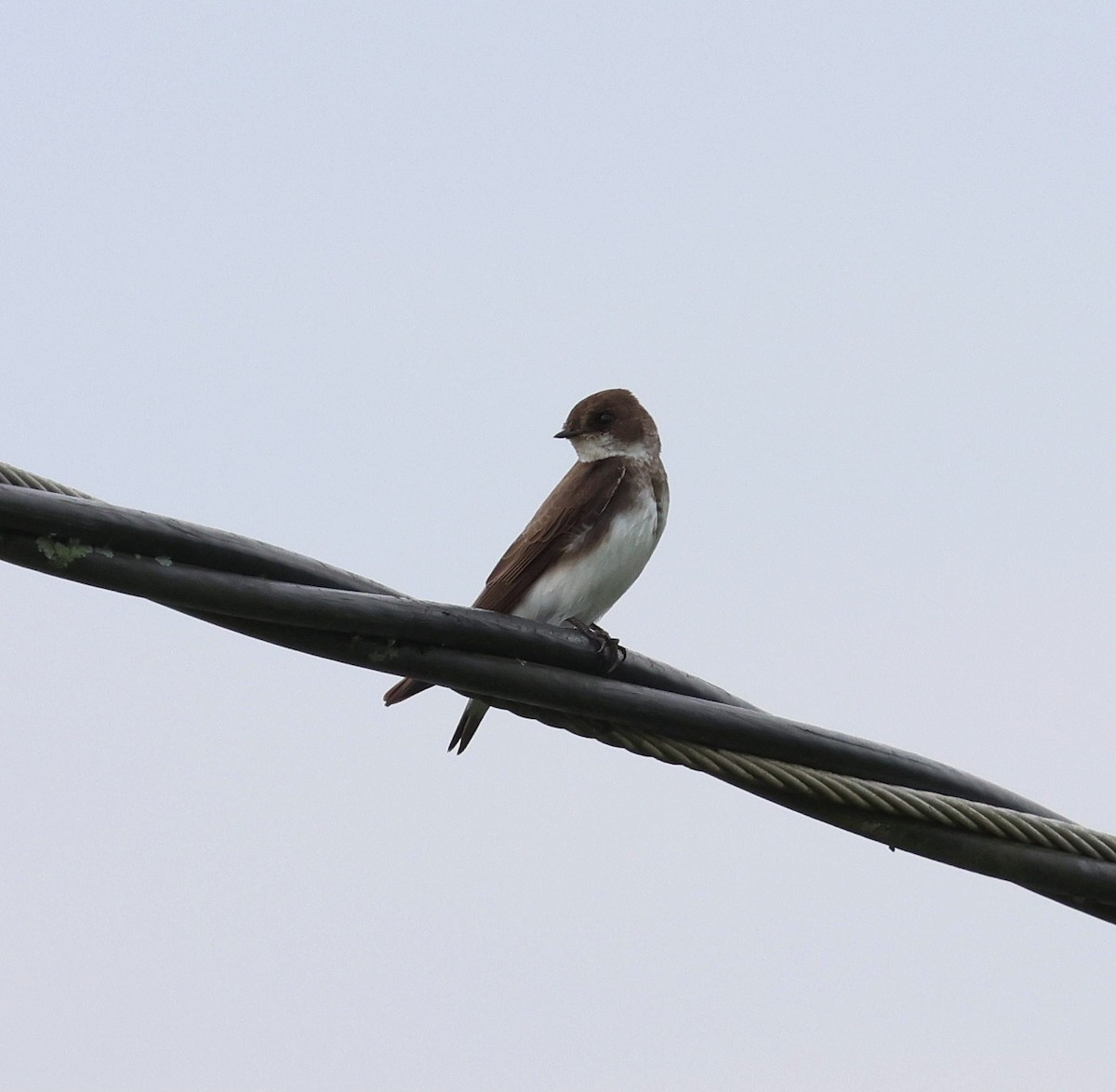 Bank Swallow - ML645181551