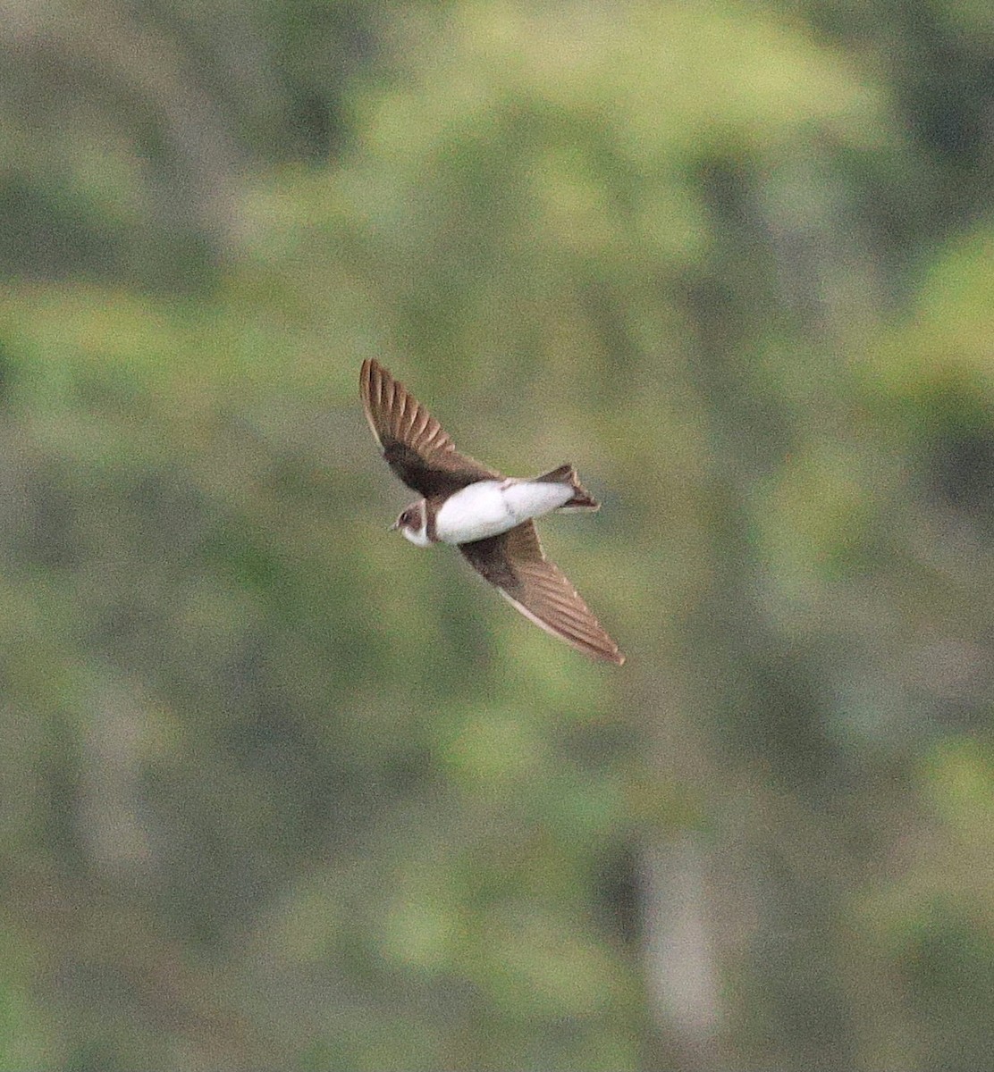 Bank Swallow - ML645181552