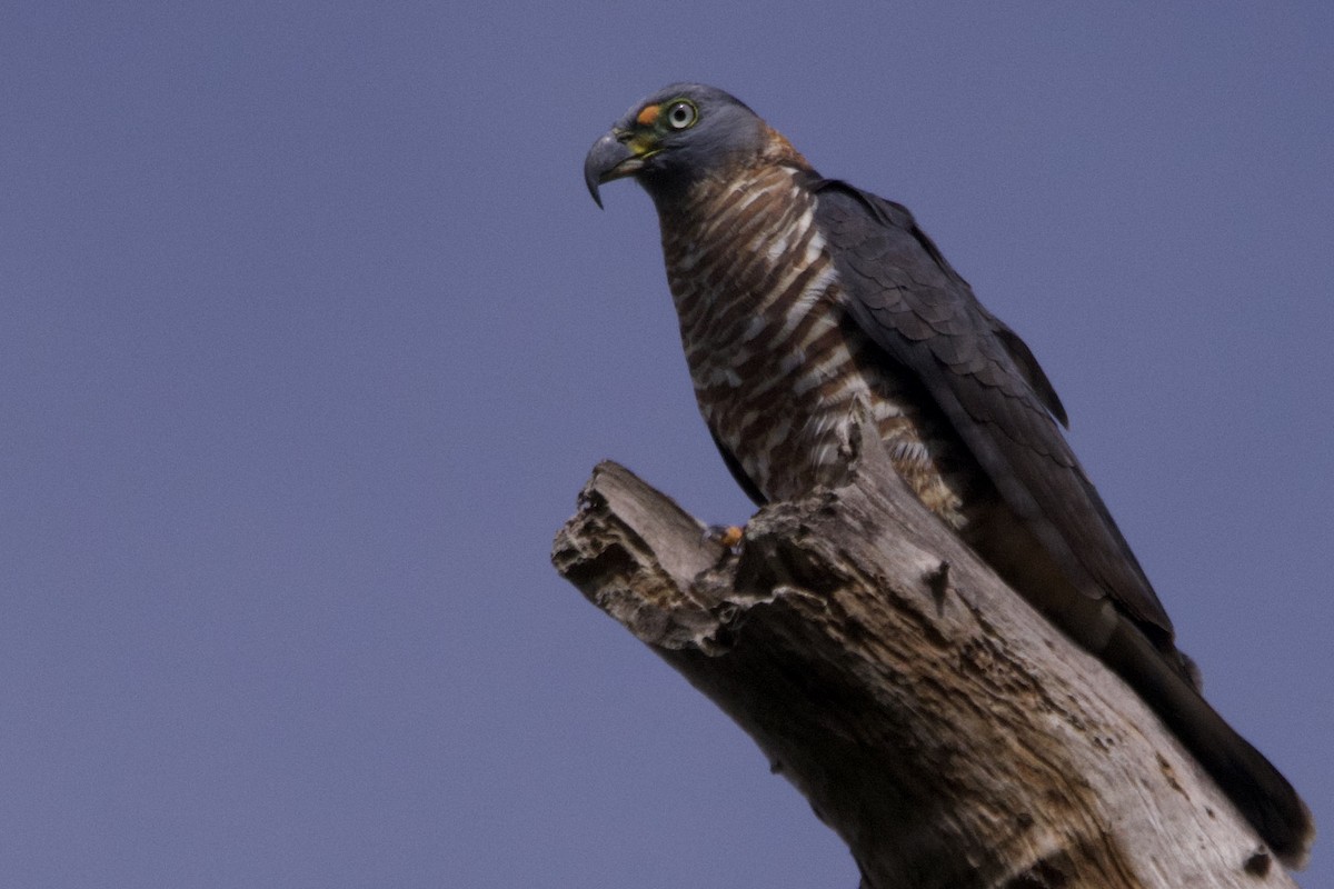 hákozobec neotropický - ML645181556