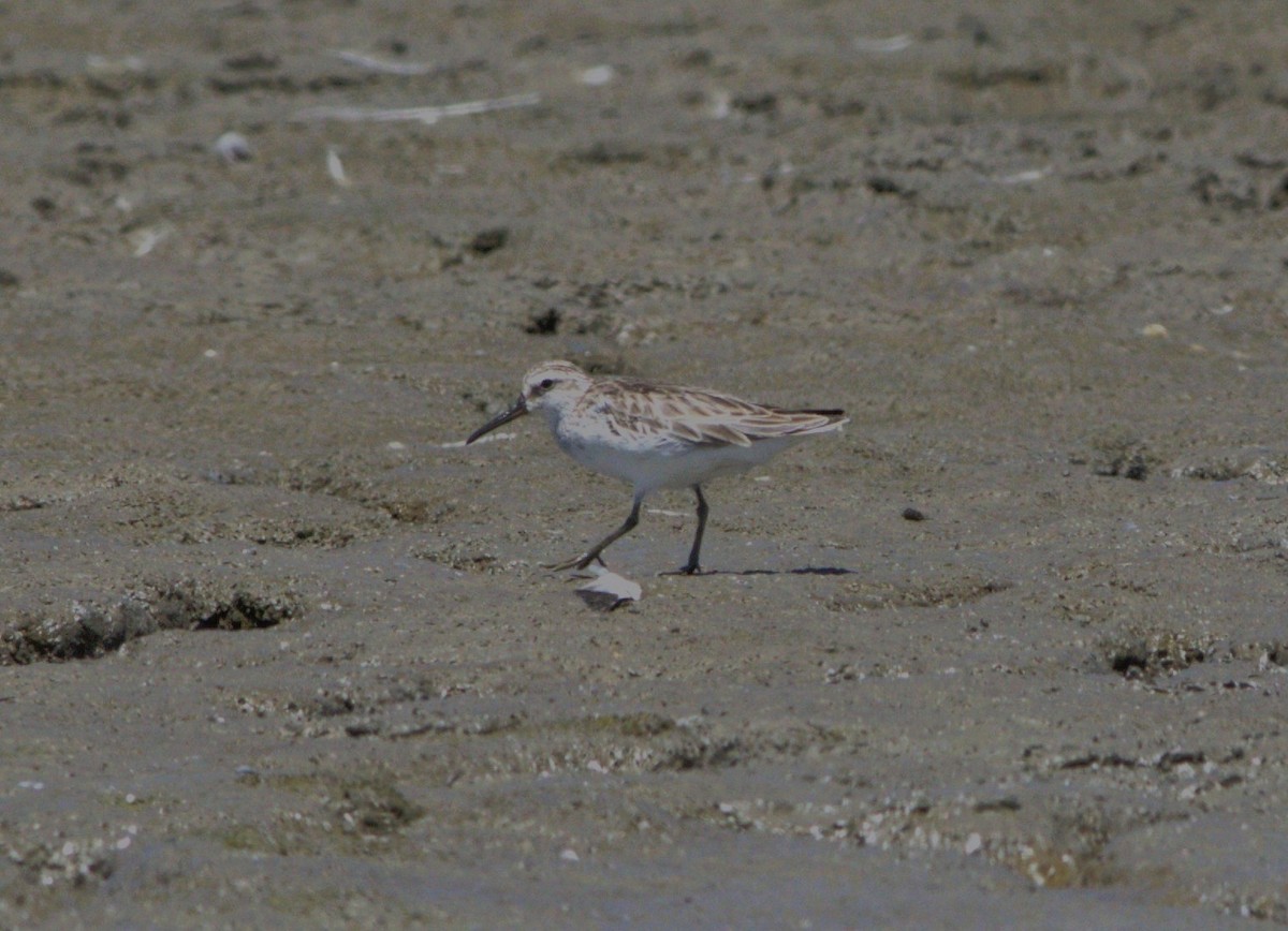 Broad-billed Sandpiper - ML645181561