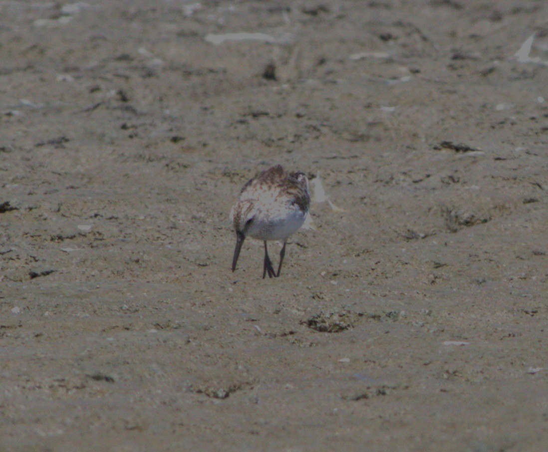 Broad-billed Sandpiper - ML645181562