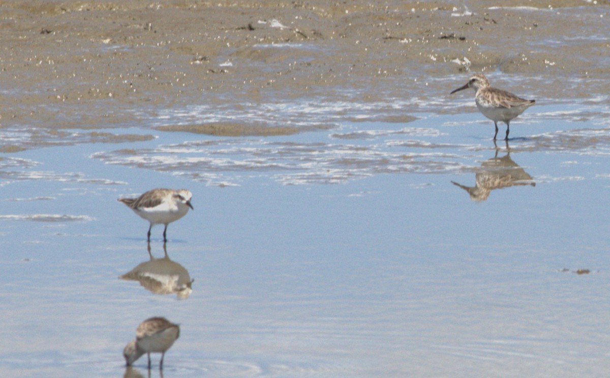 Broad-billed Sandpiper - ML645181563