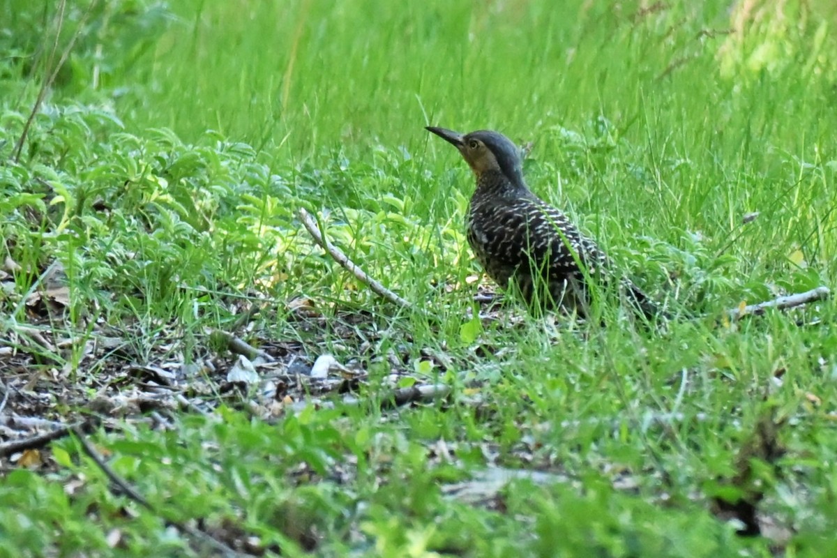 チリーアレチゲラ - ML645181597