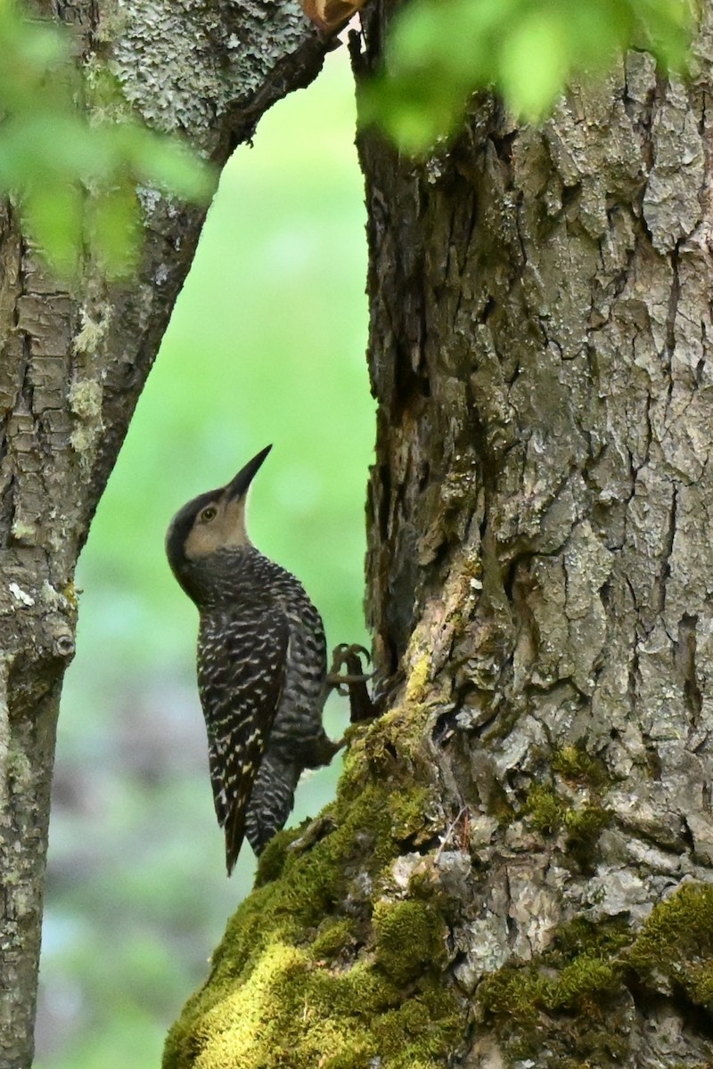 チリーアレチゲラ - ML645181602