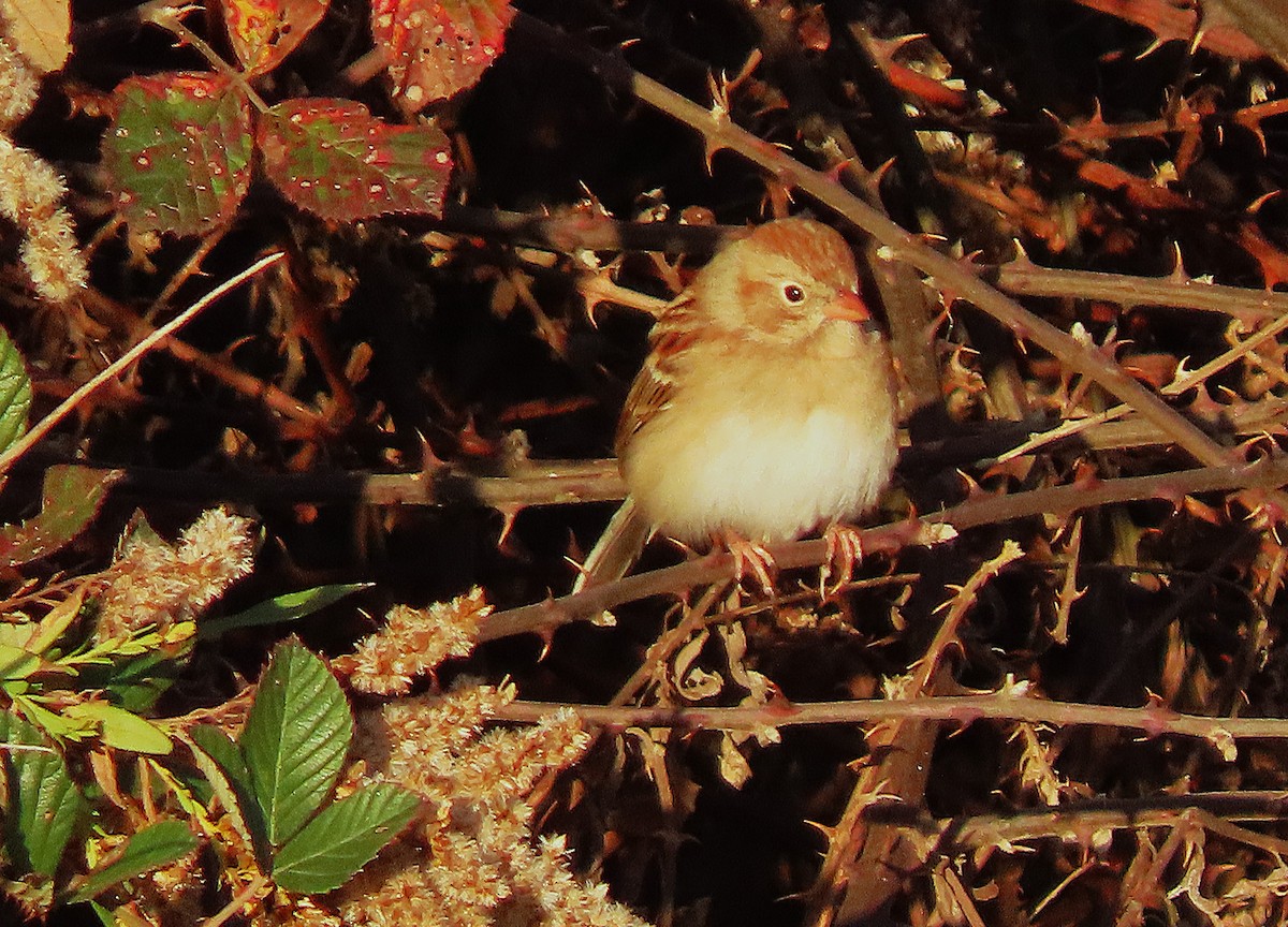 Field Sparrow - ML645181605