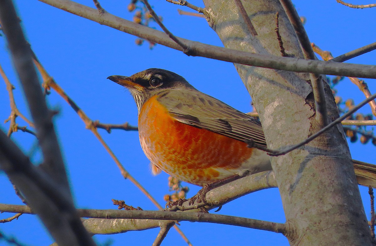 American Robin - ML645181615