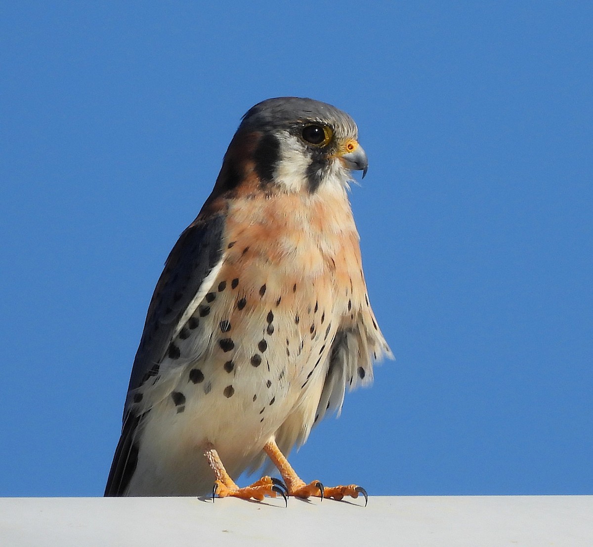 American Kestrel - ML645181623