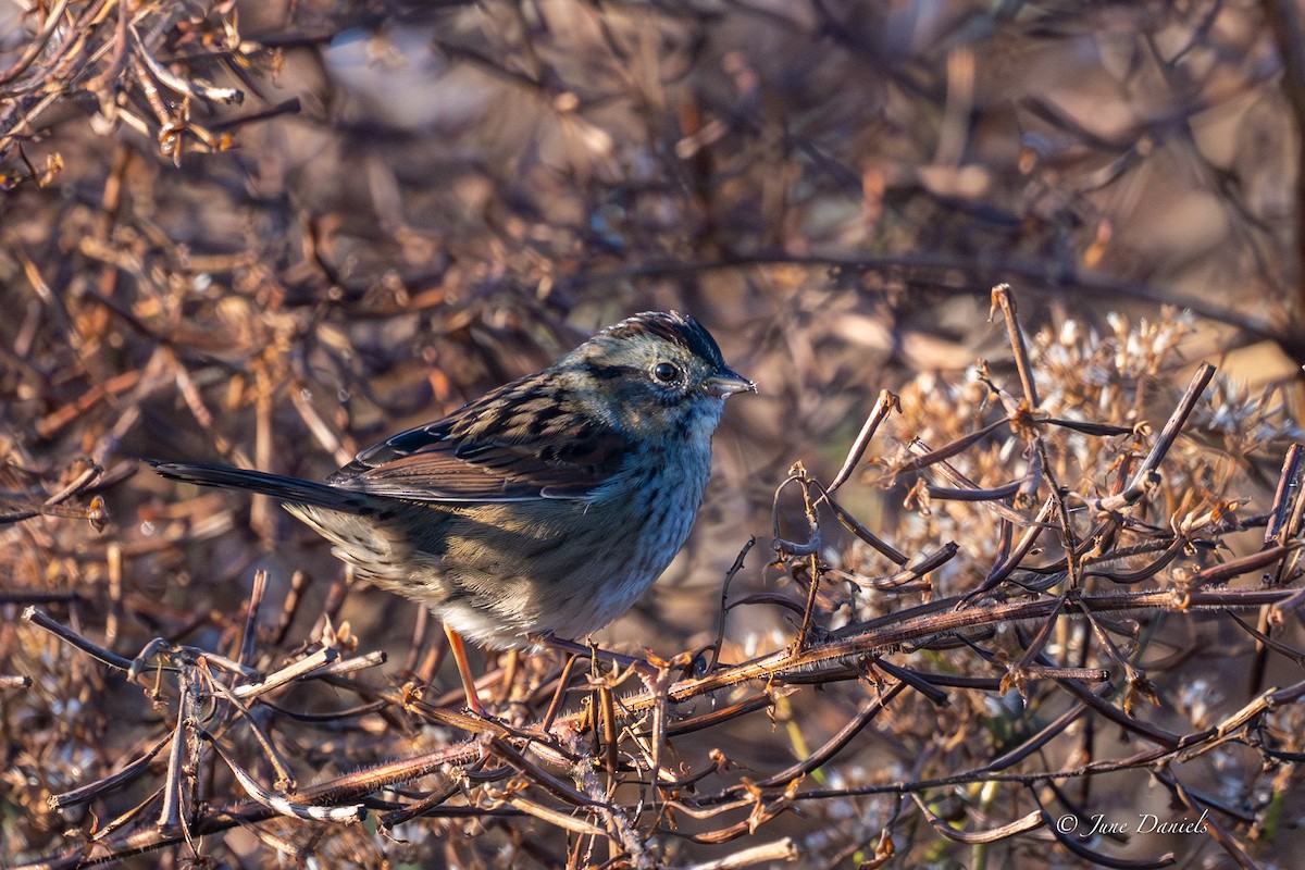Swamp Sparrow - ML645181626