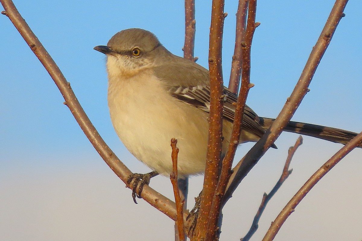 Northern Mockingbird - ML645181631