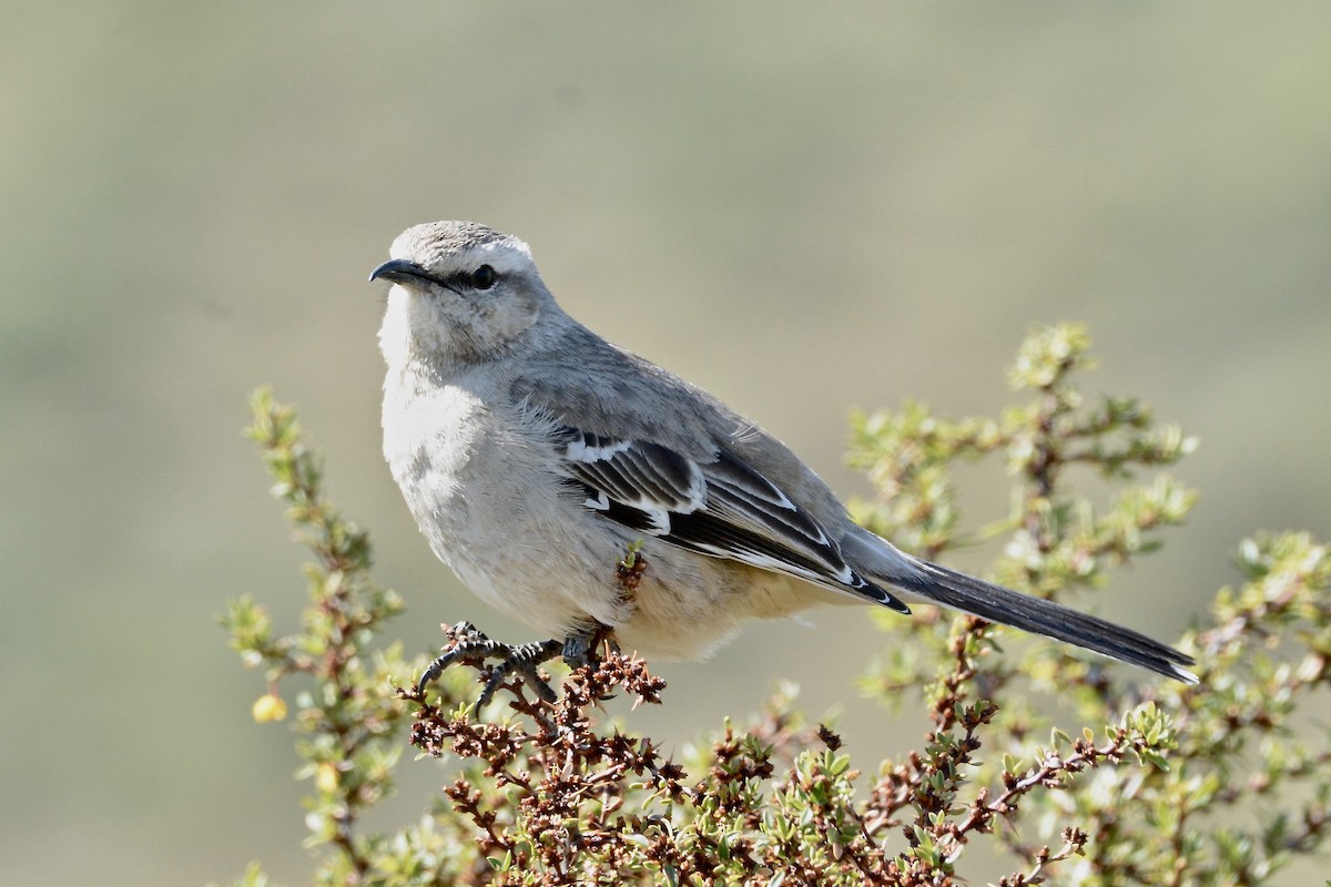 Patagonian Mockingbird - ML645181632