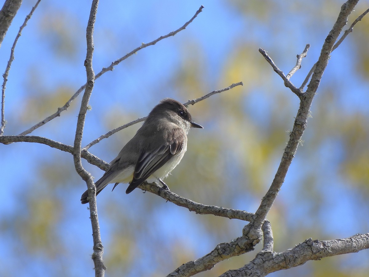 Eastern Phoebe - ML645181638