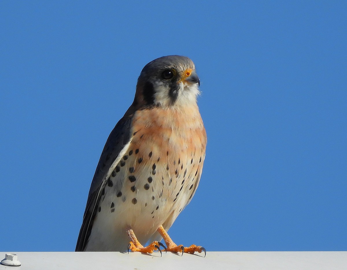 American Kestrel - ML645181641