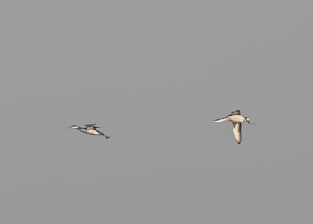 Red-throated Loon - ML645181643