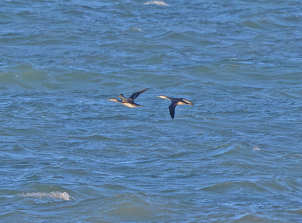 Red-throated Loon - ML645181644
