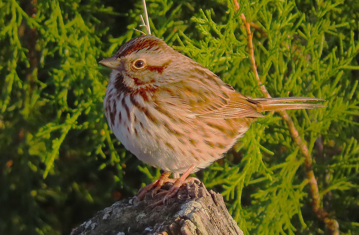 Song Sparrow - ML645181646