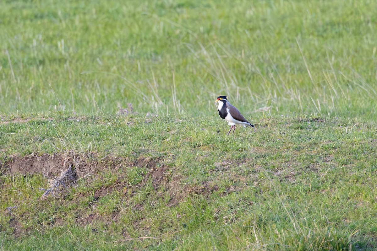 Banded Lapwing - ML645181647