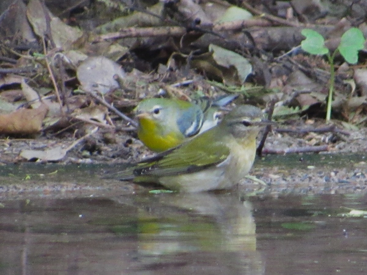 Northern Parula - ML645181648