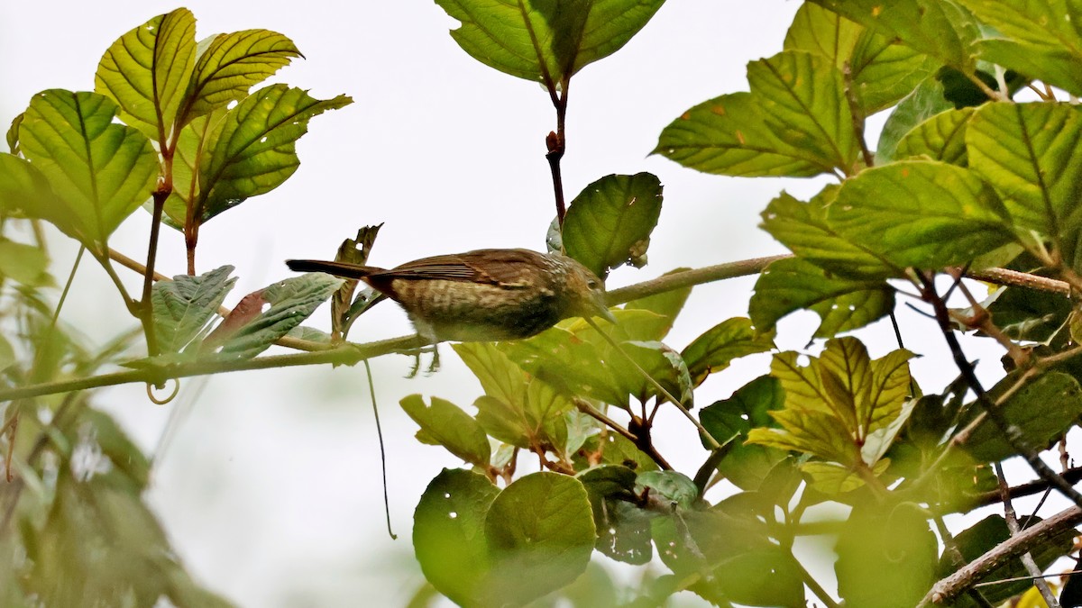 Mottled Berryhunter - ML645181650