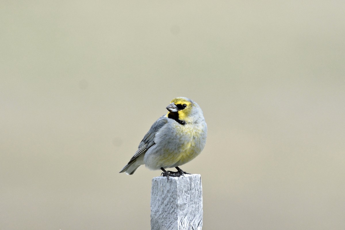 Yellow-bridled Finch - ML645181651