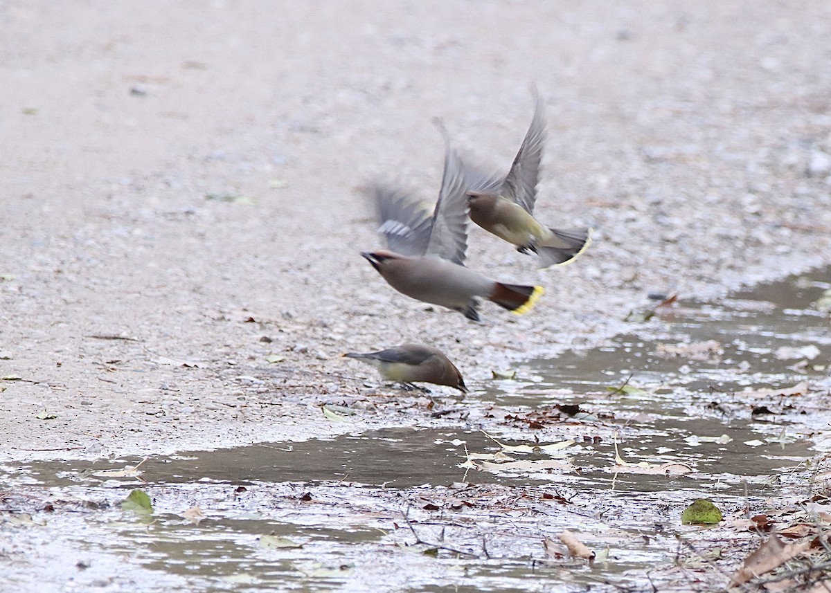 Bohemian Waxwing - ML645181652