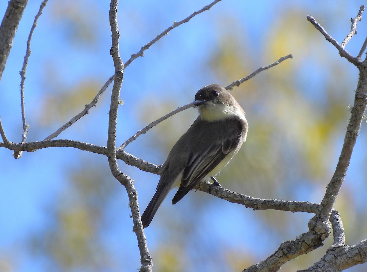 Eastern Phoebe - ML645181654
