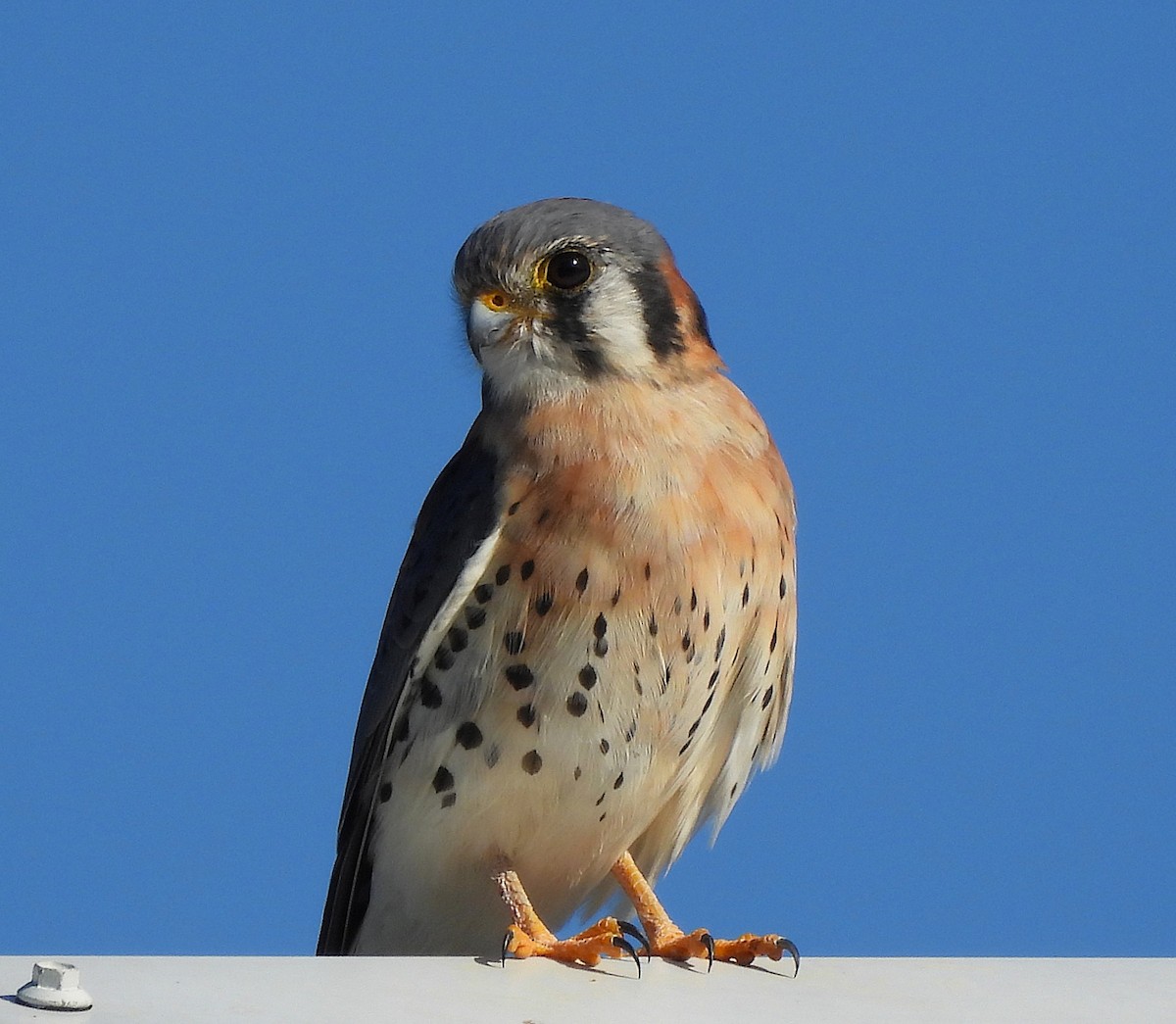 American Kestrel - ML645181657