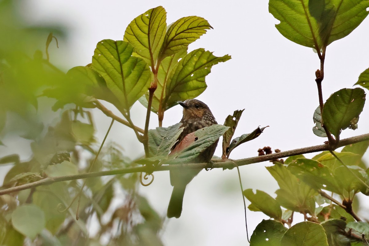 Mottled Berryhunter - ML645181658