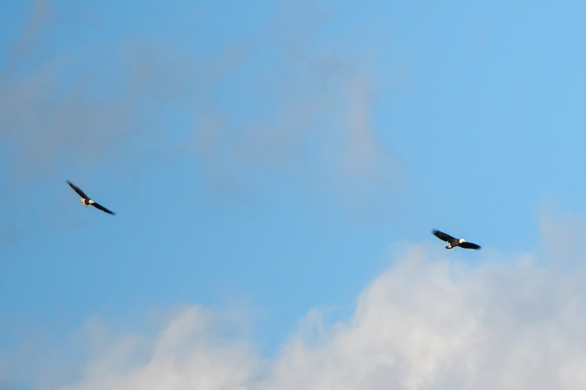 Itsas arrano buruzuria - ML645181679