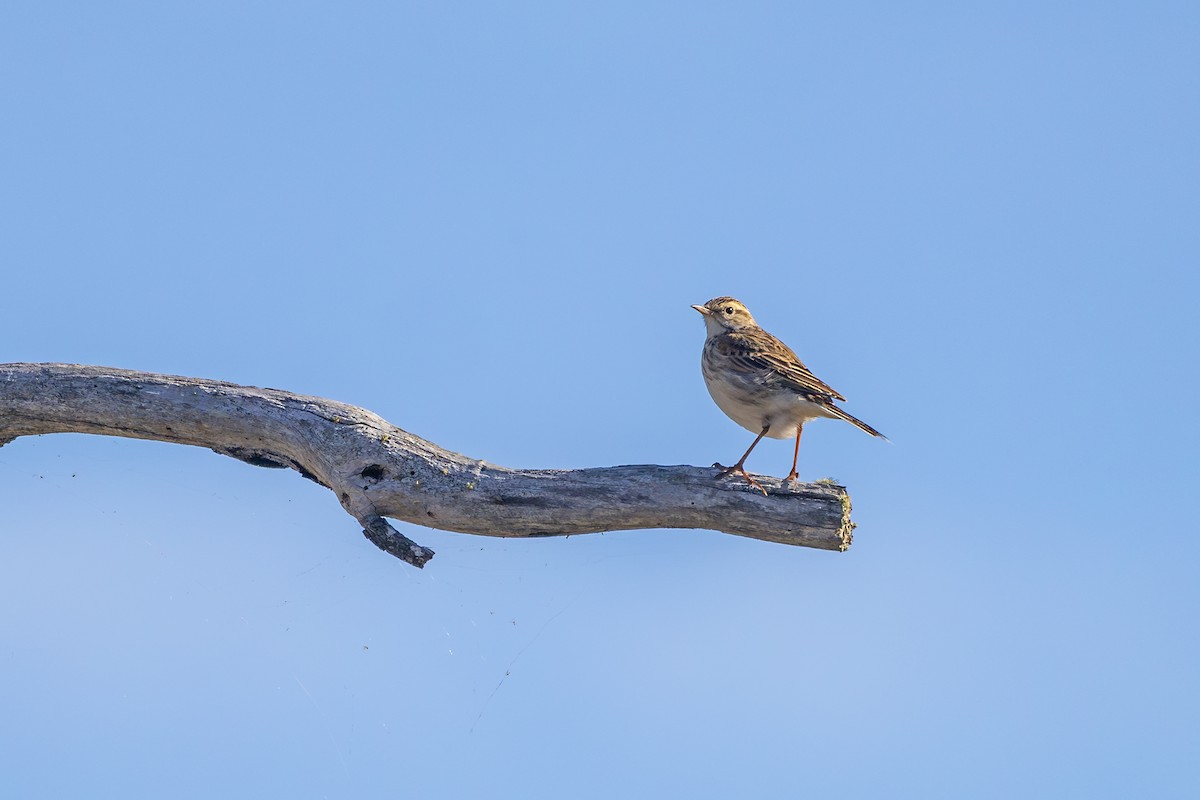 Australian Pipit - ML645181680