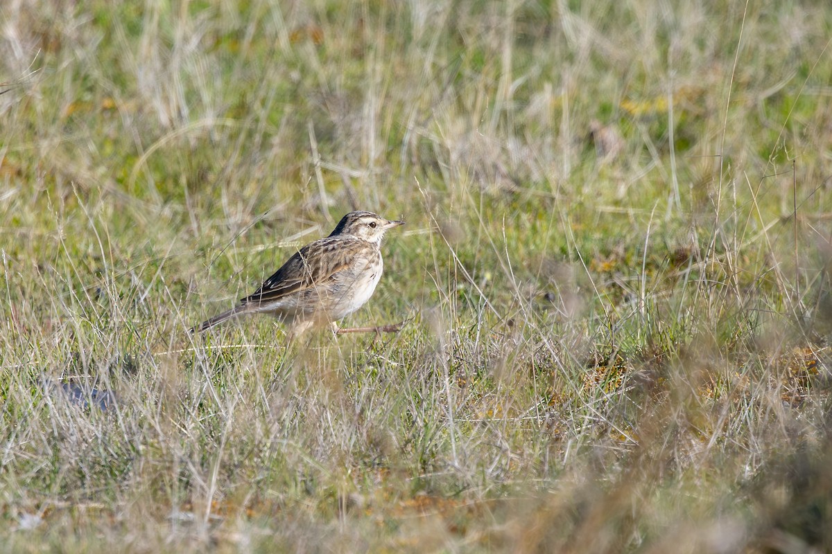 Australian Pipit - ML645181681