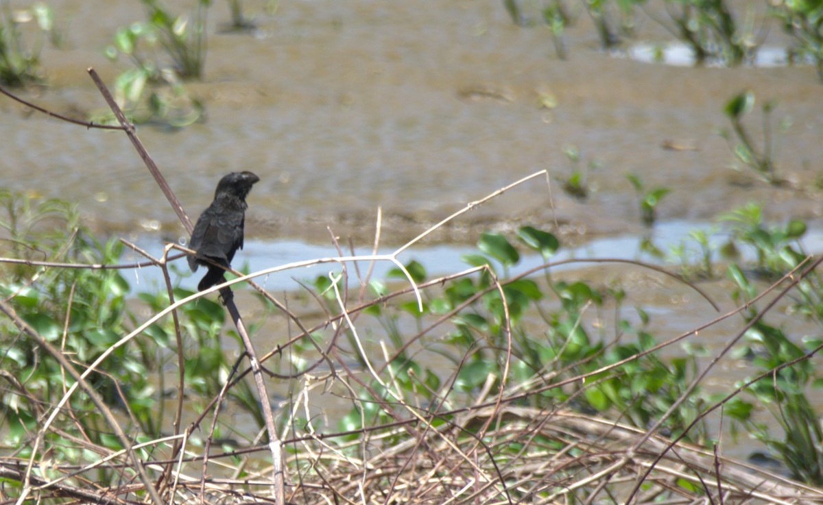 Ані товстодзьобий - ML645181699