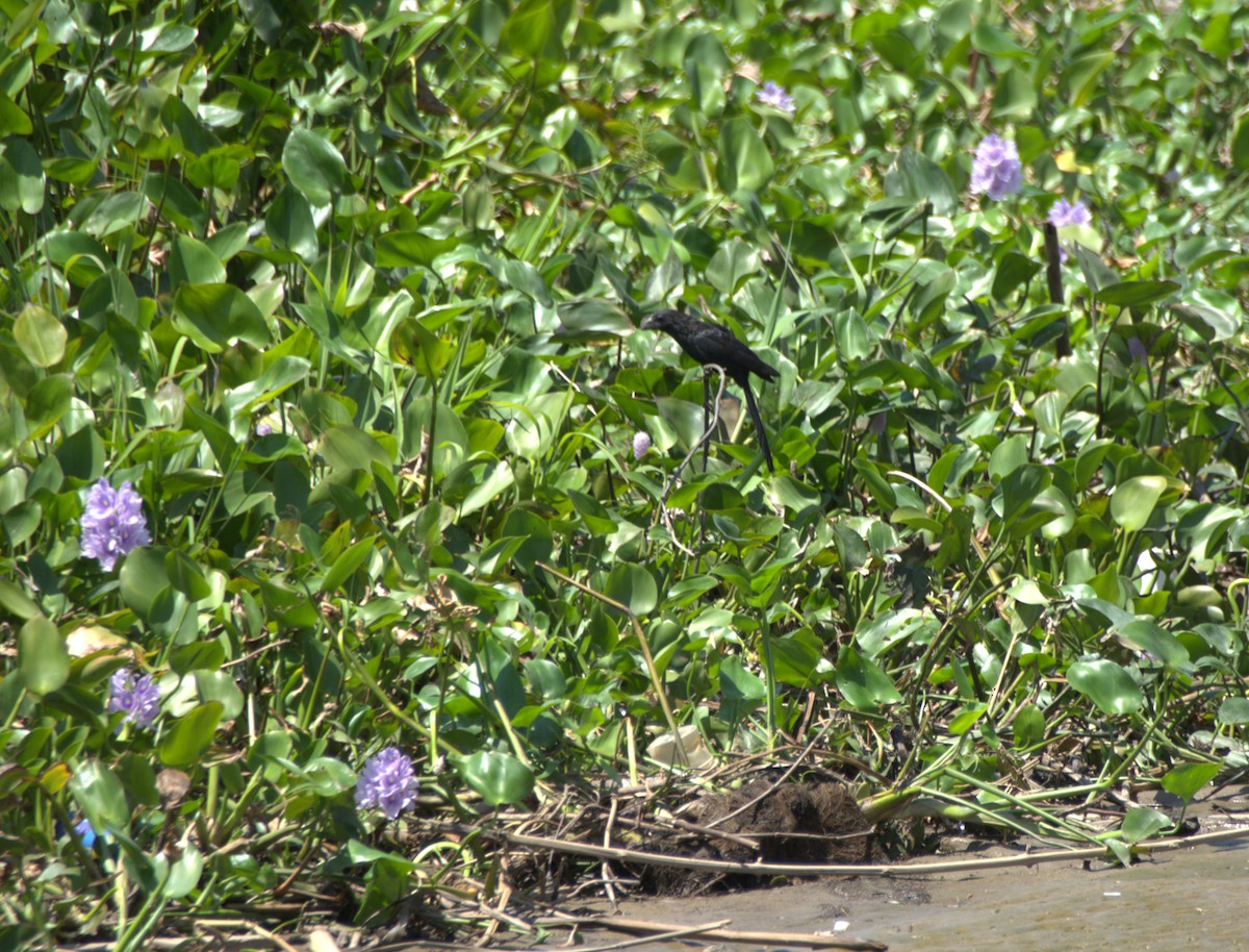 Ані товстодзьобий - ML645181700