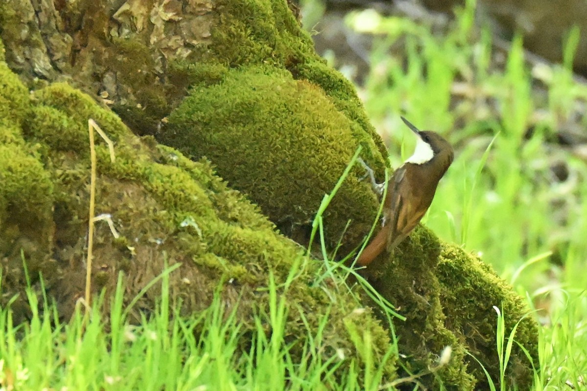 キノボリカマドドリ - ML645181707