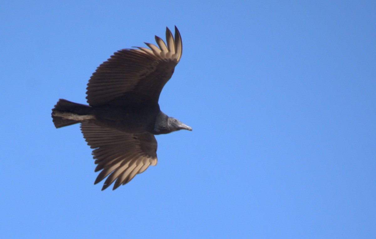 Катарта чорна - ML645181711