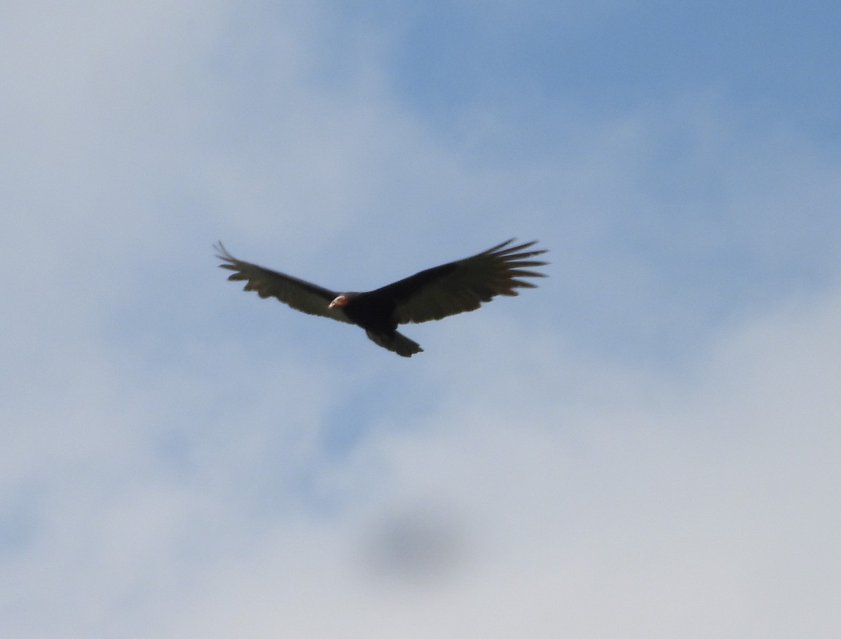 Lesser Yellow-headed Vulture - ML645181712
