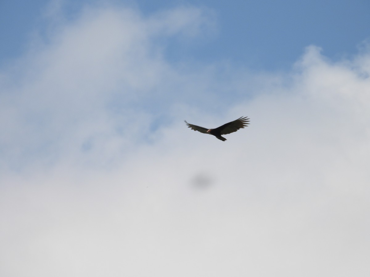 Lesser Yellow-headed Vulture - ML645181713