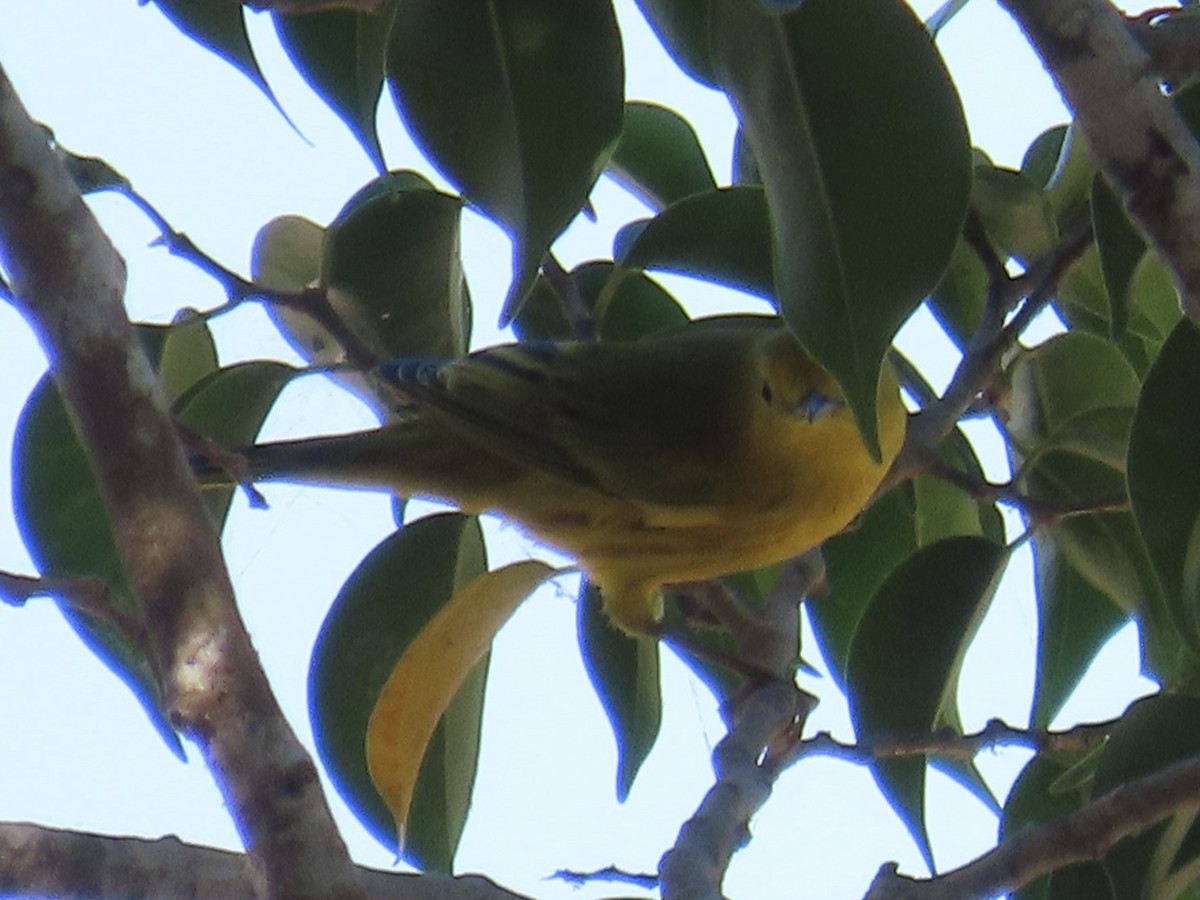 Northern Yellow Warbler - ML645181735