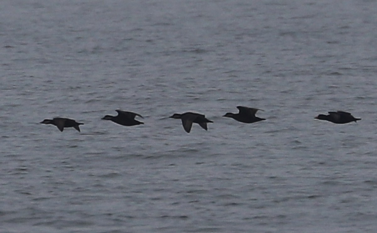 Black Scoter - ML645181739