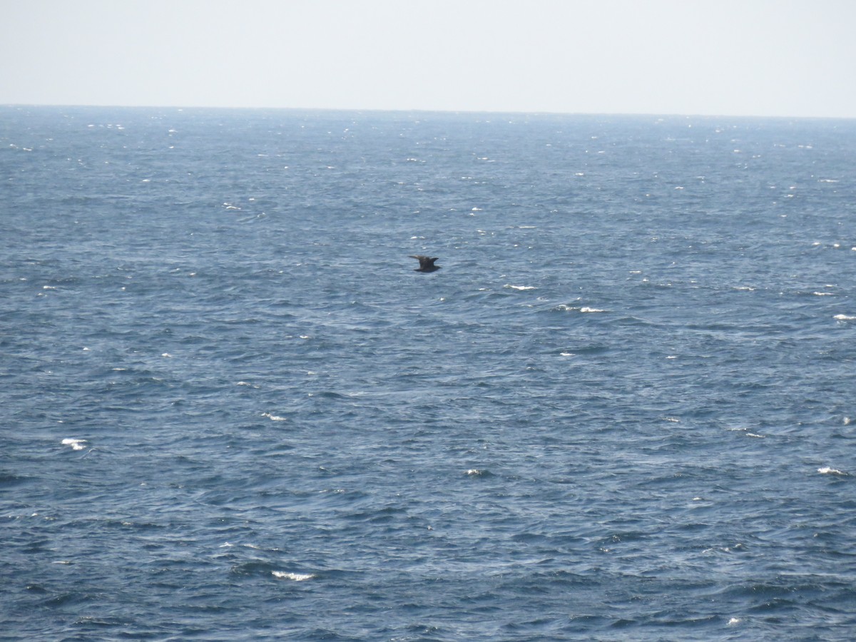 South Polar Skua - ML645181743