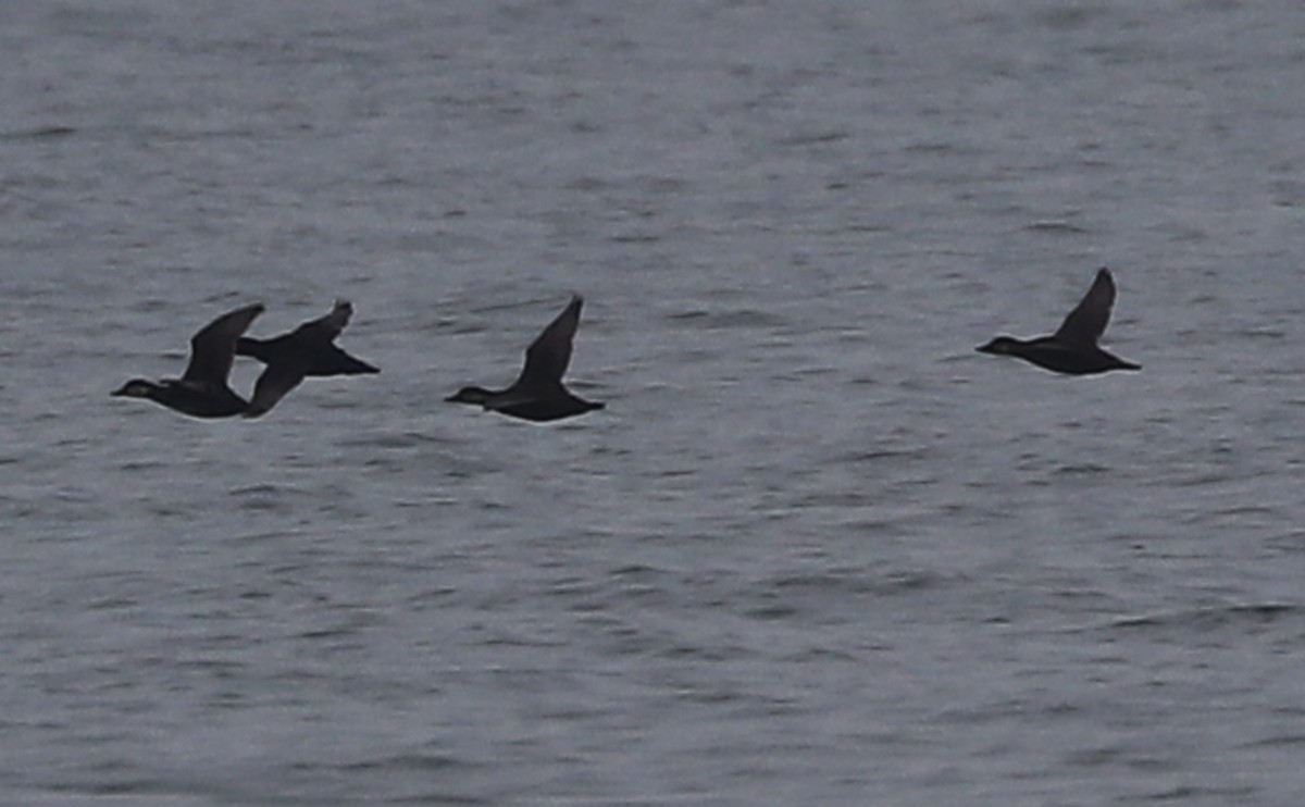 Black Scoter - ML645181744