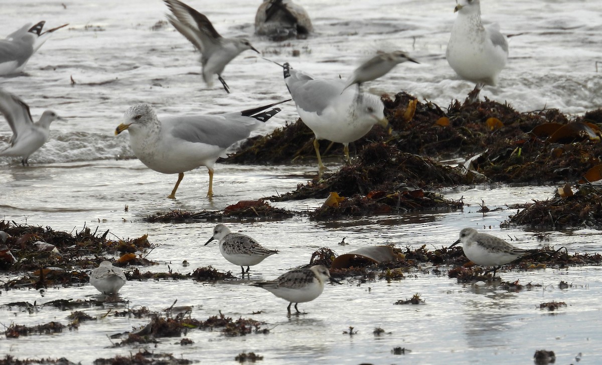 Txirri zuria - ML645181754