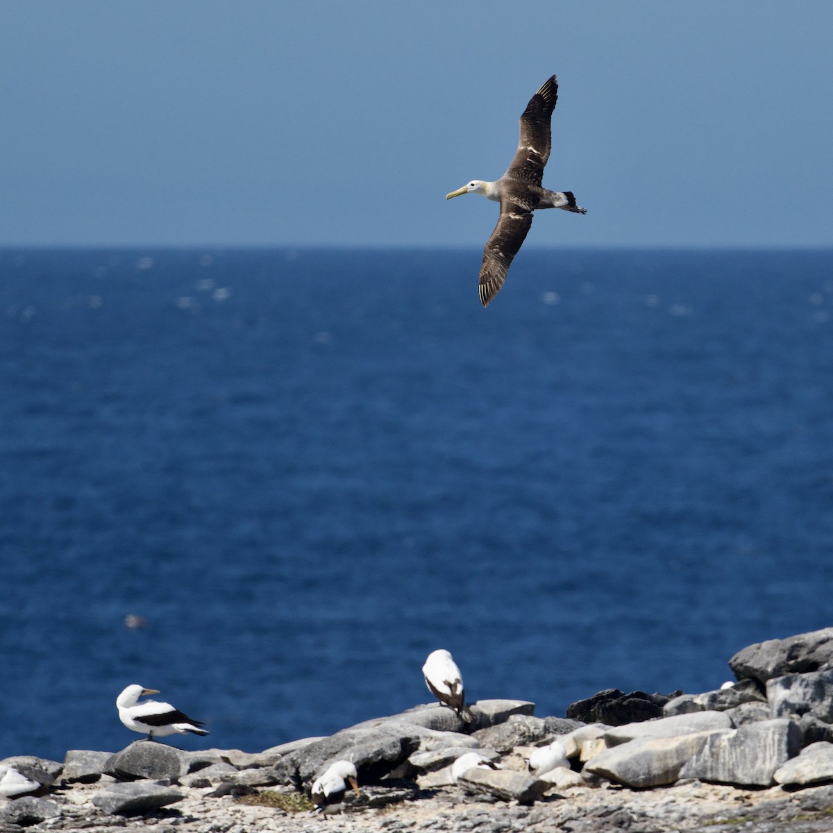 albatros galapážský - ML645181757