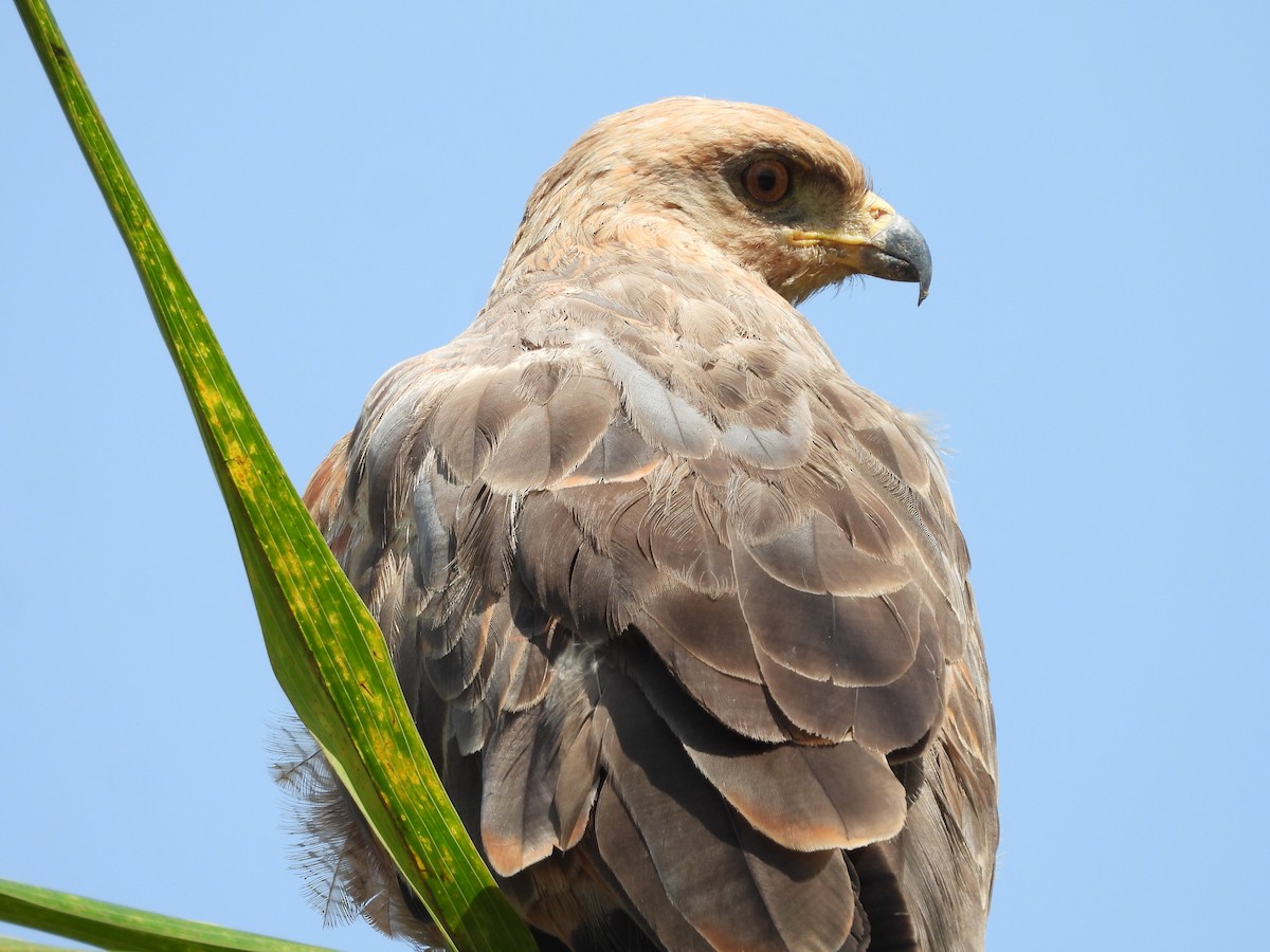 kanelvåk - ML645181790