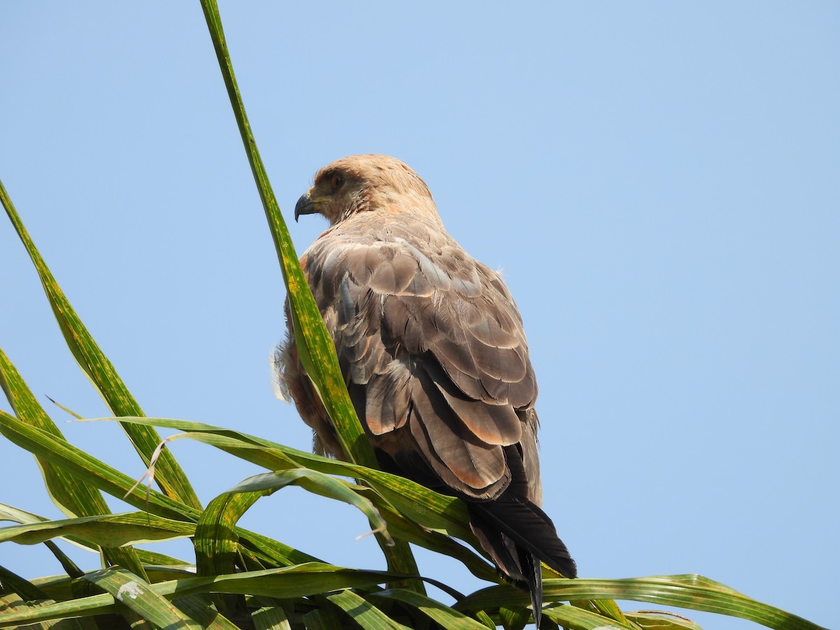 kanelvåk - ML645181791