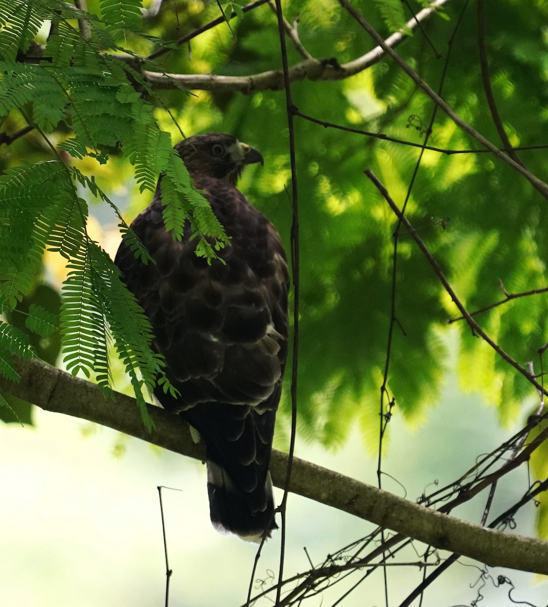 Broad-winged Hawk - ML645181800